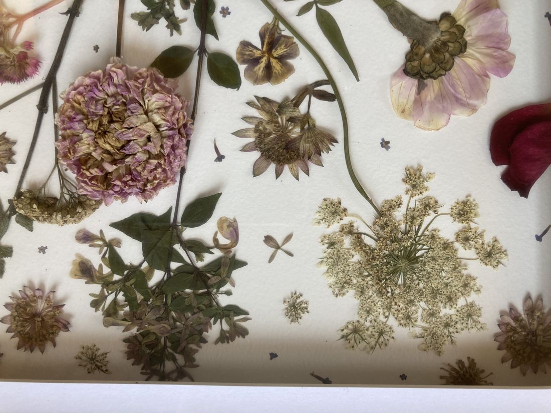 Pressed flowers, detail